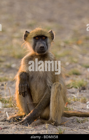 Gelbe Pavian (Papio Cynocephalus), Chobe Nationalpark, Botswana, Afrika Stockfoto