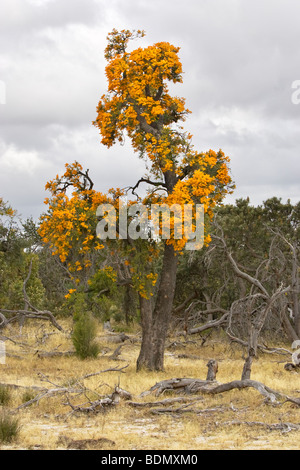 Western Australian Christmas Trees (Nuytsia Floribunda) wächst im westlichen australischen Buschland nördlich von Perth. Stockfoto