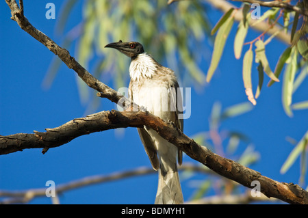 Laut Friarbird, Ourimpere Wasserloch, Currawinya Nationalpark, Queensland, Australien Stockfoto