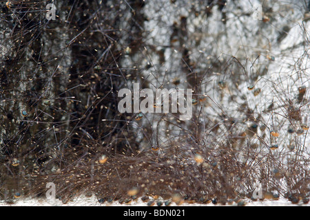 Leiobunum sp Harvestman Daddy Langbein Stockfoto