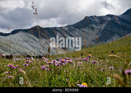 Wilde Blumen Alpine Astern (Aster Alpinus) im Yarlu Tal (Altai, Russland) Stockfoto