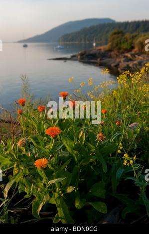 Blick nach Süden vom Fähranleger auf Lummi Island, Washington, Anker ein Segelboot in einer geschützten Bucht an einem Sommermorgen. Stockfoto