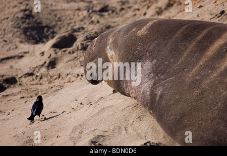 See-Elefanten und hinteren Vogel, Piedras Blancas Rookery, Big Sur, Kalifornien, USA Stockfoto