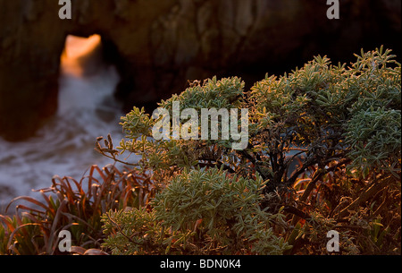 Pfeiffer Beach Arch und warmen Abendlicht, Big Sur, Kalifornien, USA. Stockfoto
