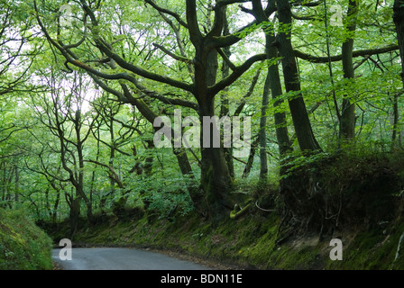 Freitag Straße Leith Hill Surrey UK 2009. FOTO HOMER SYKES Stockfoto