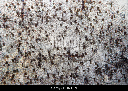 Leiobunum sp Harvestman Daddy Langbein Stockfoto