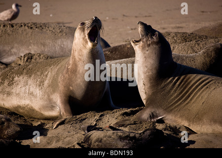 Zwei weibliche See-Elefanten streiten sich über das Gebiet für ihren Welpen Piedras Blancas, in der Nähe von San Simeon, Kalifornien, USA. Stockfoto