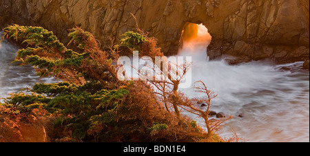 Warmes Licht ergießt sich durch Pfeiffer Beach Bogen mit verdorrten Zypresse im Vordergrund. Big Sur, Kalifornien, USA. Stockfoto