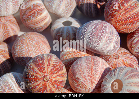Seeigel zu verkaufen in Fowey, Cornwall, England, UK Stockfoto