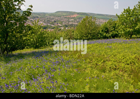 Frühling-Glockenblumen Teppich ein Hügel mit Blick auf die beliebte Küstenstadt Sidmouth, Devon Stockfoto