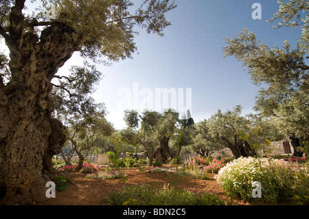 Alte Olivenbäume im Garten von Gethsemane, Traditionsstandort von Jesus Ort des Gebets am Vorabend seiner Kreuzigung. Stockfoto