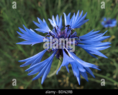 Kornblume (Centaurea Cyanus) Stockfoto