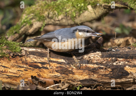 KLEIBER SITTA EUROPAEA AUF LOG FÜTTERUNG AUF EINE NUSS ARUNDEL WEST SUSSEX UK Stockfoto