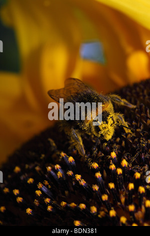 Schöne Nahaufnahme, Detail von Pollen, Bee Pollen sammeln auf einer Sonnenblume Stockfoto