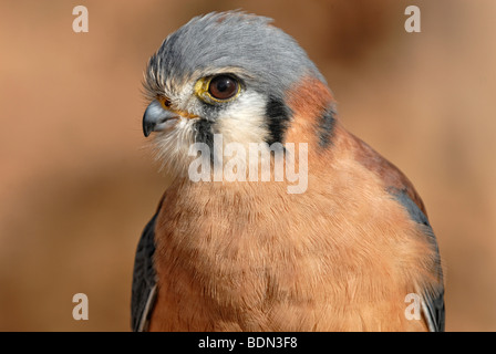 Amerikanische Turmfalke (Falco Sparverius), Arizona-Sonora Desert Museum, Saguaro National Park West, Tucson, Arizona, USA Stockfoto