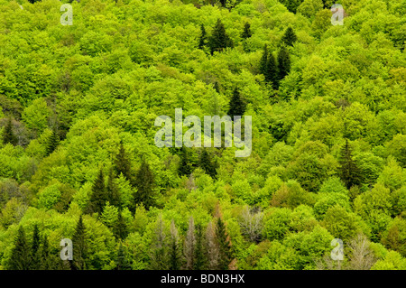 Grüne Bäume am Hang Stockfoto