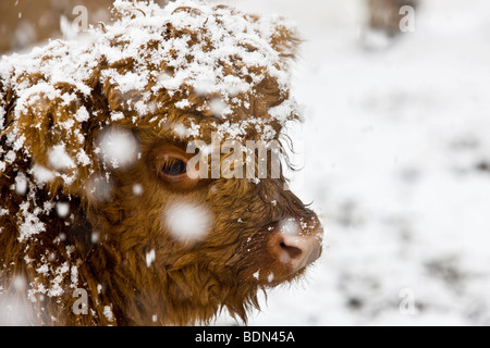 Highland Cattle, Kalb in einem Schneesturm,Tirol, Tirol, Österreich, Europa Stockfoto