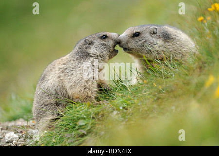 Zwei junge Alpine Murmeltiere (Marmota Marmota) schnüffeln einander Stockfoto