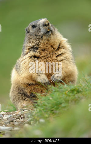 Alpen-Murmeltier (Marmota Marmota) aufstehen Stockfoto