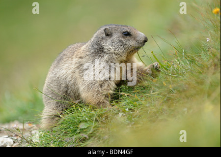 Alpen-Murmeltier (Marmota Marmota) auf Nahrungssuche Stockfoto