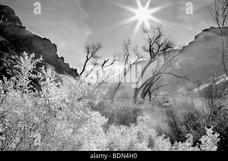 Raureif auf Pflanzen mit Pappeln mit Sonne. bei Snively Thermalquelle. Owyhee River. Oregon Stockfoto