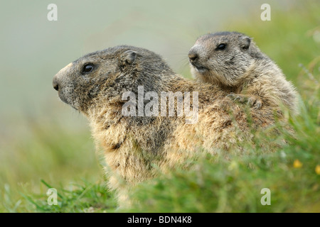 Alpen-Murmeltier (Marmota Marmota) mit jungen auf dem Rücken Stockfoto