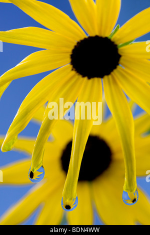 Nahaufnahme von Gänseblümchen mit Tautropfen. Stockfoto