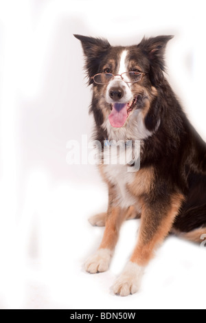 Tricolor Border Collie isoliert auf weiss mit Lesebrille zu zeigen, wie intelligent er ist Stockfoto