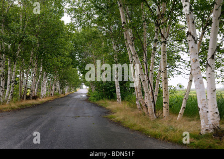 Papier weiß Birken auf gepflasterte Gasse, eine überdachte Brücke in New Brunswick Bay Of Fundy Kanada Stockfoto