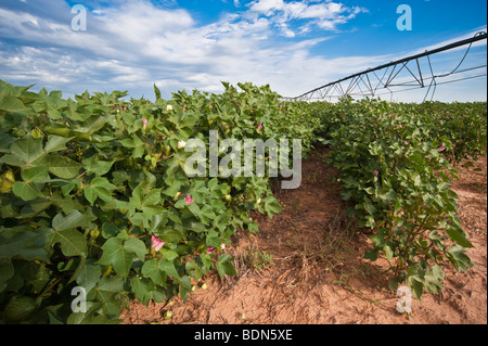 Gesunden Baumwollpflanze mit roten und gelben Blüten und grünen Bällen unter einem blauen Westtexas. Stockfoto