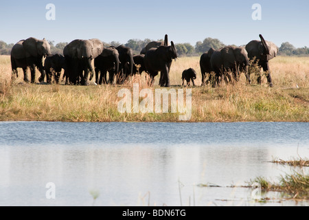 Große Zucht Herde von afrikanischen Elefanten mit winzigen Baby Spaziergang zum Ufer in hohes Gras in Botsuana Stockfoto