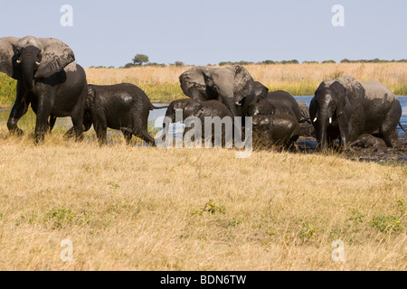 Große Herde afrikanische Elefanten und Baby Kälber nass vom Schwimmen über den Fluss zu Fuß bis auf die offene Savanne Ufer im hohen Gras Botswana Safari Sichtung Stockfoto