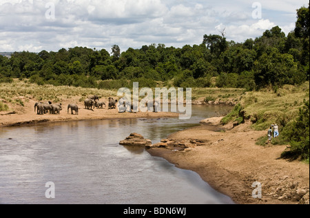 Fotografen am Ufer in Masai Mara, Kenia Fotografieren großer Elefant Herde und Flusspferde im Mara River an einem schönen Tag Stockfoto