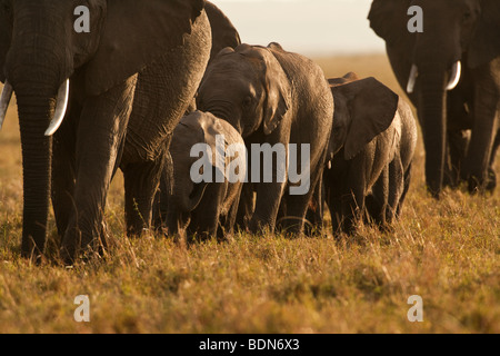 Herde der Afrikanische Elefant mit Baby Spaziergang in Ausbildung über die Savanne der Masai Mara im goldenen Abendlicht Stockfoto