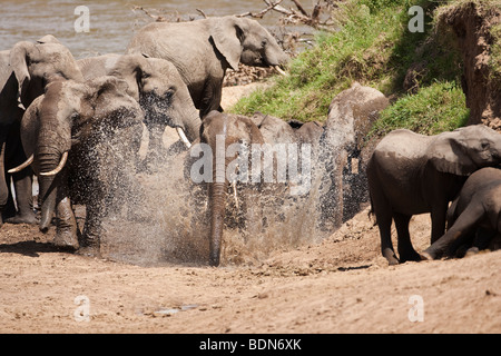 Afrikanische Elefanten Herde 1 durch Spritzwasser nach Verlassen des Flusses in der Masai Mara in Kenia Stockfoto