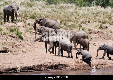 Wilde afrikanische Elefanten Herde mit kleinen Babys zu Fuß bergauf in Zeile der Fluss zu folgen die Matriarchin baby steigt steil Schmutz bank Masai Mara Kenia Stockfoto