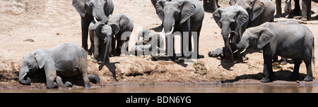 Wilde Elefanten Herde, Mütter und Babys, große Elefanten Familie, kommt am Mara Fluss Wasser und spielen in der Masai Mara in Kenia zu trinken Stockfoto