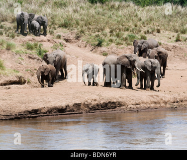 Wilde Elefantenherde mit kleinen Babys kommt am Fluss zu trinken und spielen in der Masai Mara in Kenia Stockfoto