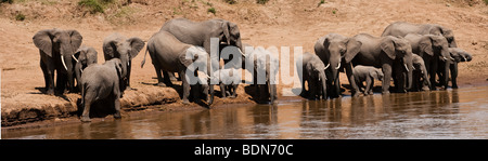 Große Afrikanische Elefanten Herde mit kleinen Babys auf Mara riverbank Trinkwasser Sonnenuntergang Reflexionen in Fluss Masai Mara Safari erleben sie Kenia Afrika Stockfoto