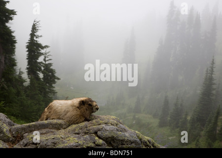 Hoary Marmot thront auf einem Felsen entlang der Nisqually Vista Loop Trail, Mount Rainier Nationalpark Stockfoto