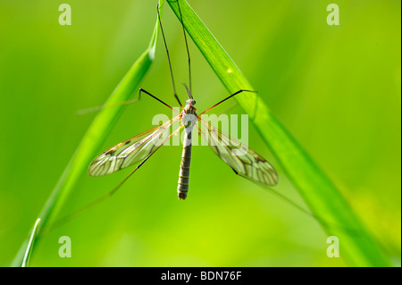 Crane Fly (Tipula Oleracea) auf Rasen Stockfoto
