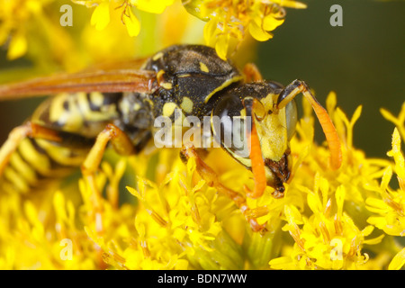 Polistes Dominulus oder Polistes Dominula, die europäischen Papier Wespe auf einer Solidago Blume. Dies ist ein Männchen. Stockfoto