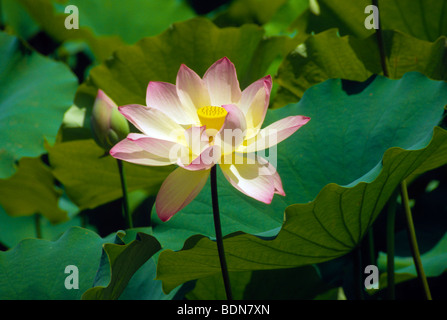 Teich nassen grün rosa Pastell Frühjahr Recht schönen Natur natürliche Blatt Stockfoto