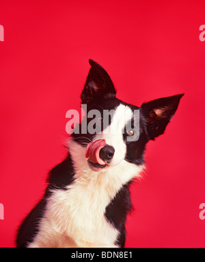 Ein Border Collie Hund lecken Nase Stockfoto