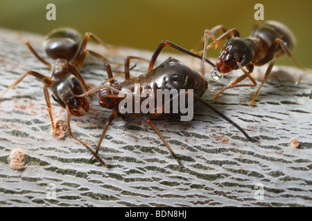 Zwei schwarze Garten Ameisen (Lasius Niger) Melken eine Blattlaus (wahrscheinlich manchmal spec.) auf einer Eiche Zweig. Stockfoto