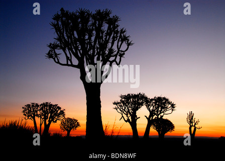 Köcher Bäume (Aloe Dichotoma) bei Sonnenuntergang, Köcherbaum Wald in der Nähe von Keetmanshoop, Namibia, Afrika Stockfoto