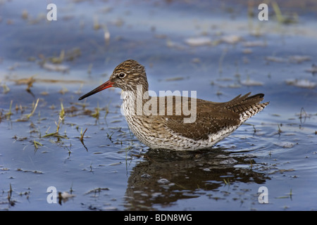 Rotschenkel (Tringa Totanus) gemeinsame Rotschenkel Stockfoto