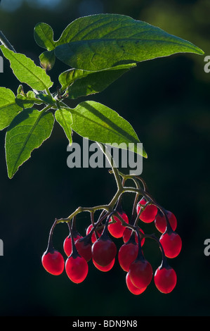 Bittersüß Solanum Dulcamara giftige Beeren Beeren Stockfoto