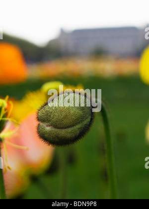 Mohn-Kapsel, Alpine Mohn (Papaver Alpinum) im Botanischen Garten, Jardin des Plantes, Paris, Frankreich, Europa Stockfoto