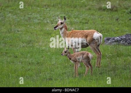 Pronghorn Antilope Mutter und Neugeborenes Rehkitz stehen zusammen auf einer Wiese Stockfoto